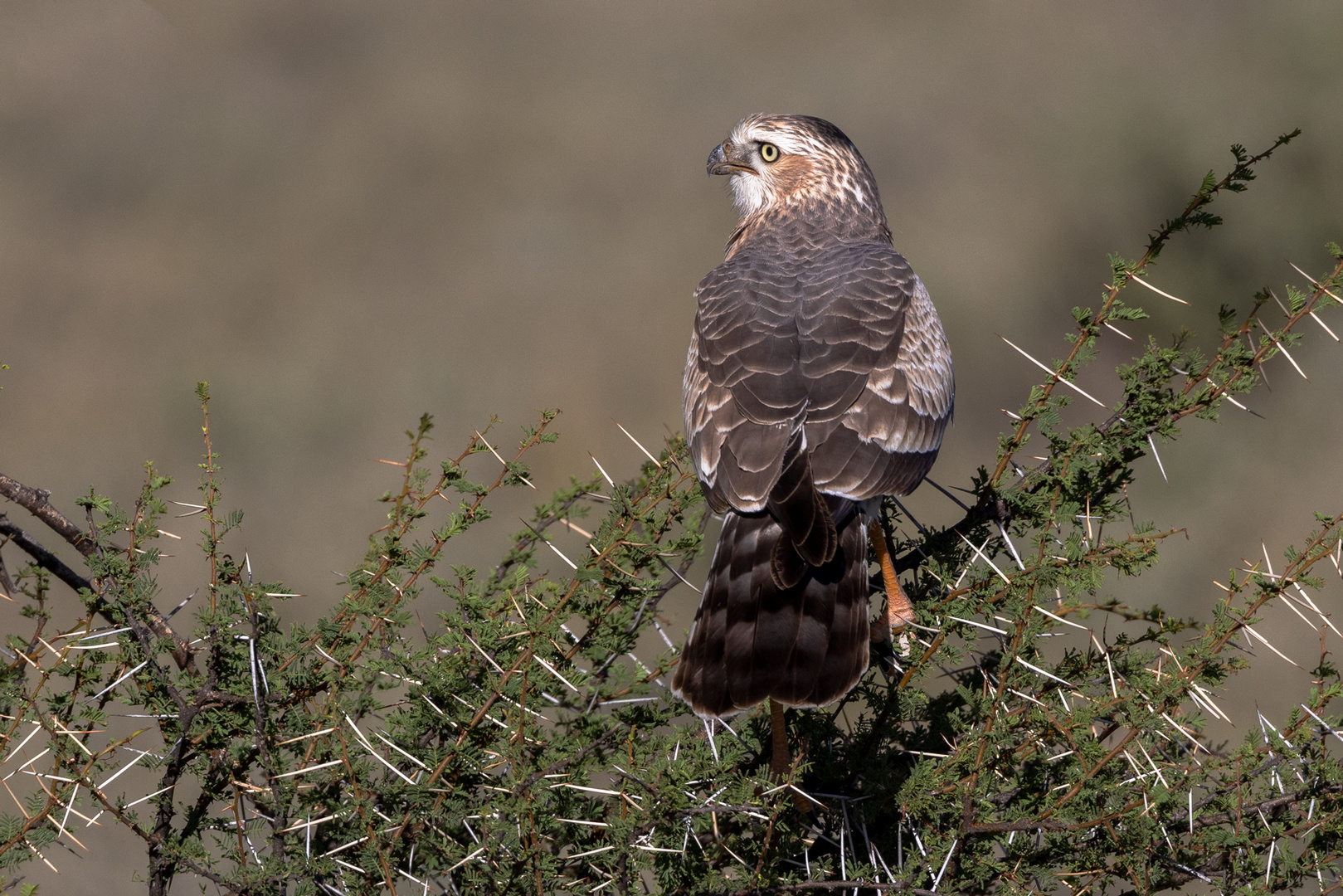 Dornenvogel