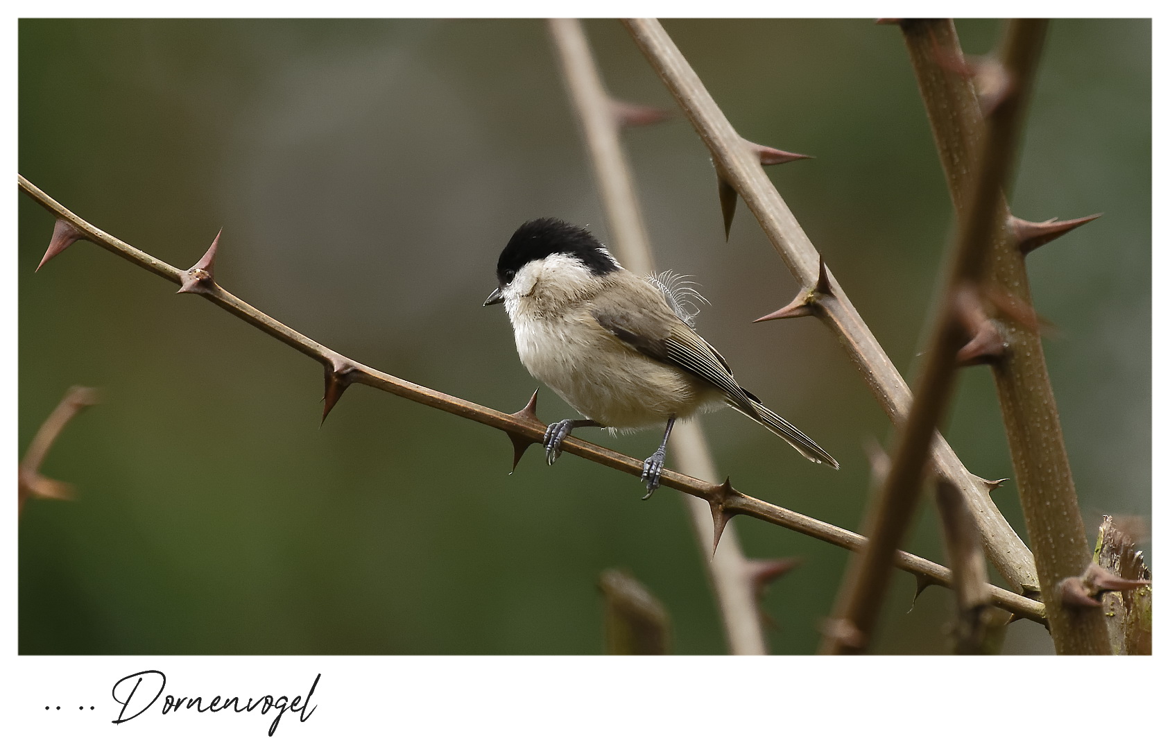 Dornenvogel  ..