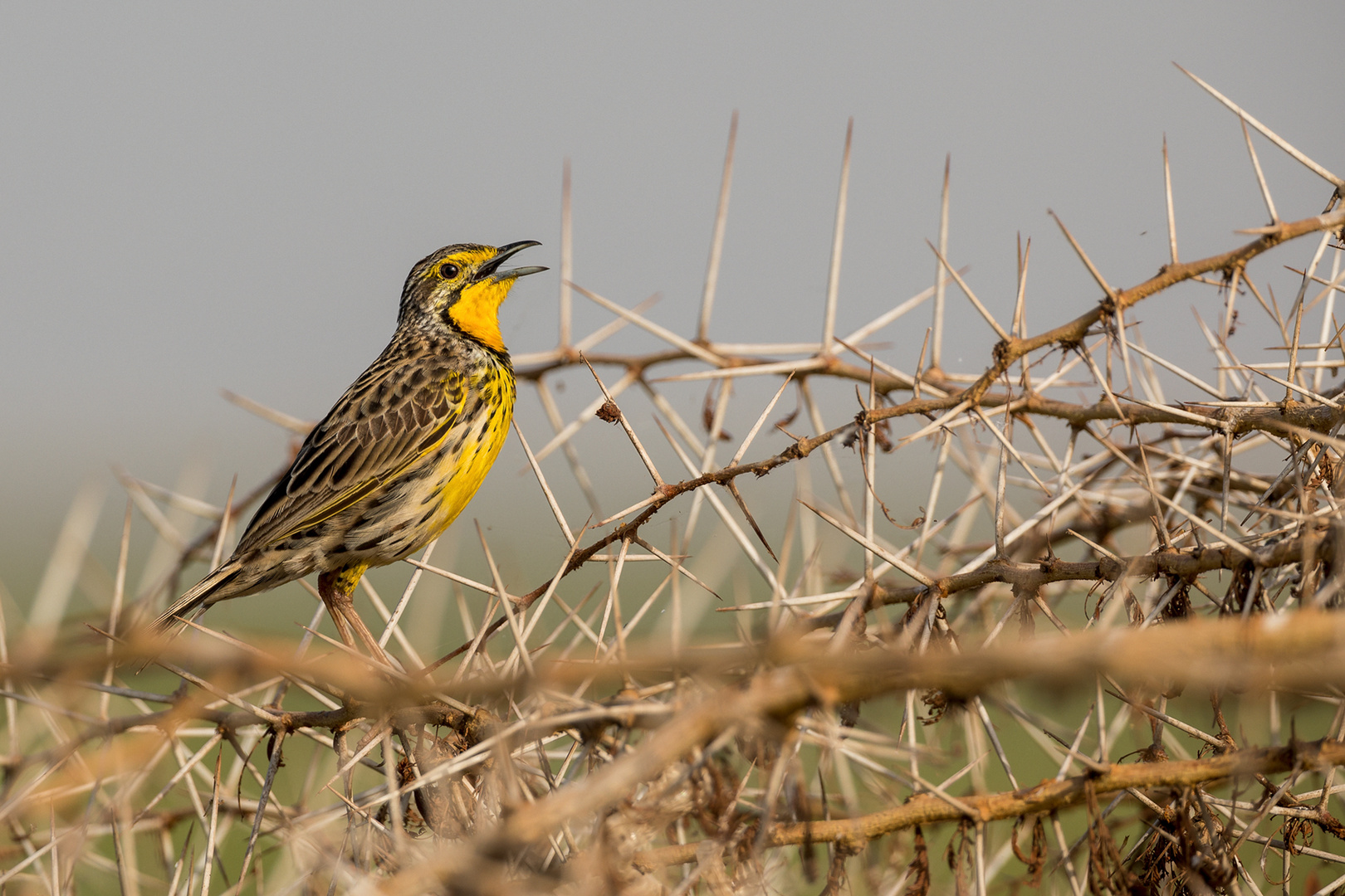 Dornenvogel