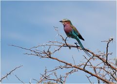 Dornenvogel