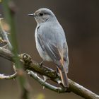 Dornenvogelfrau...