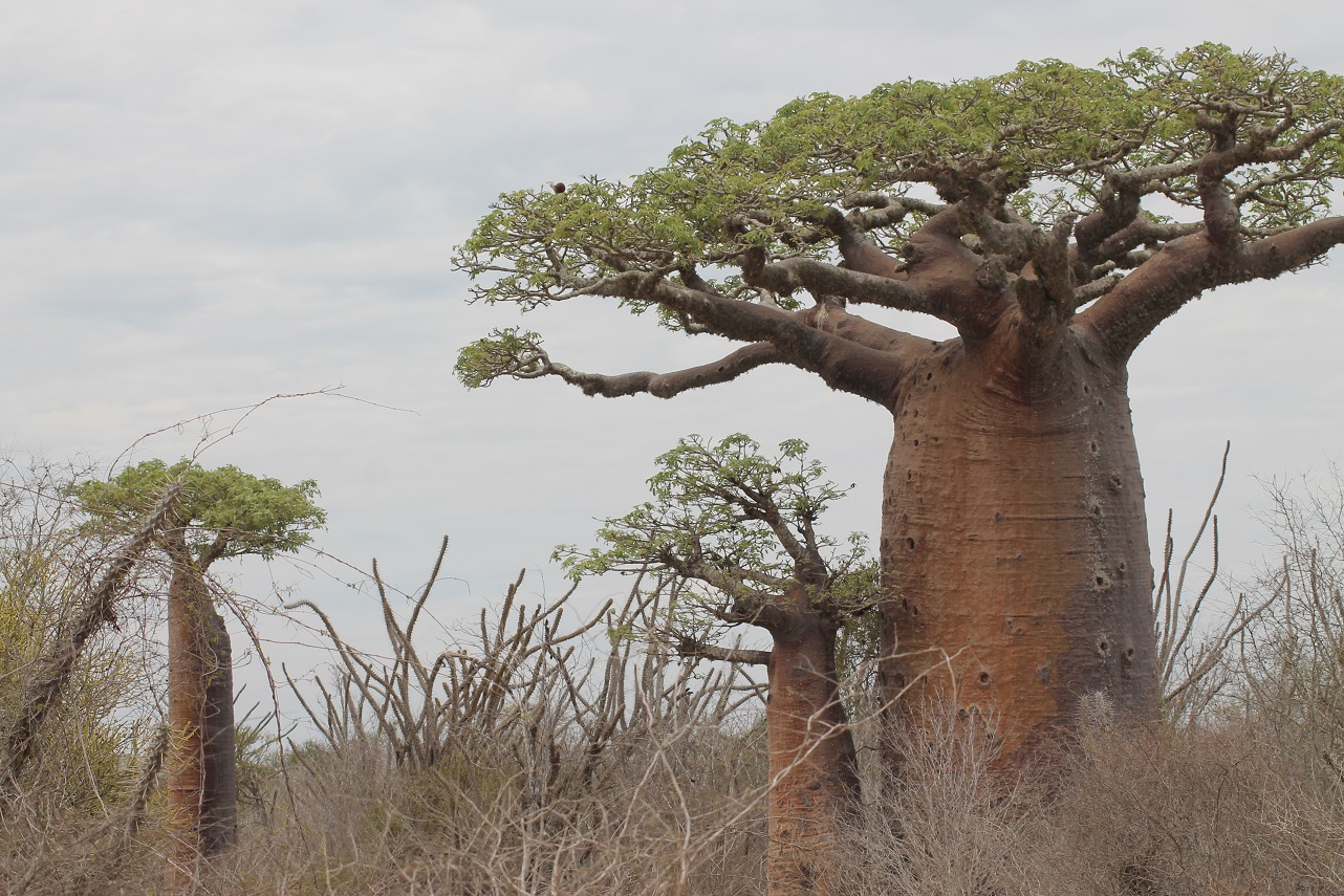 Dornenwald und Andasonia grandidieri Baobab