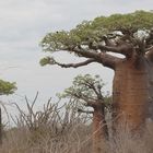 Dornenwald und Andasonia grandidieri Baobab