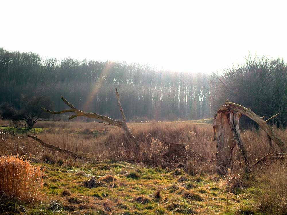 Dorneywald im Winter