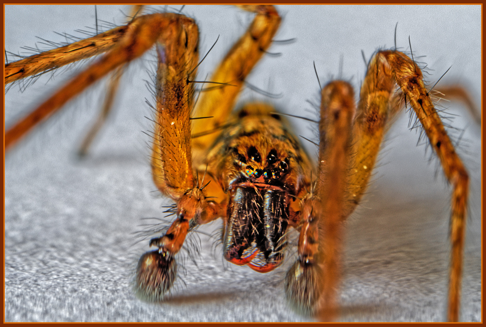 Dornfingerspinne Foto & Bild | spezial, nahaufnahme, wildlife Bilder auf fotocommunity