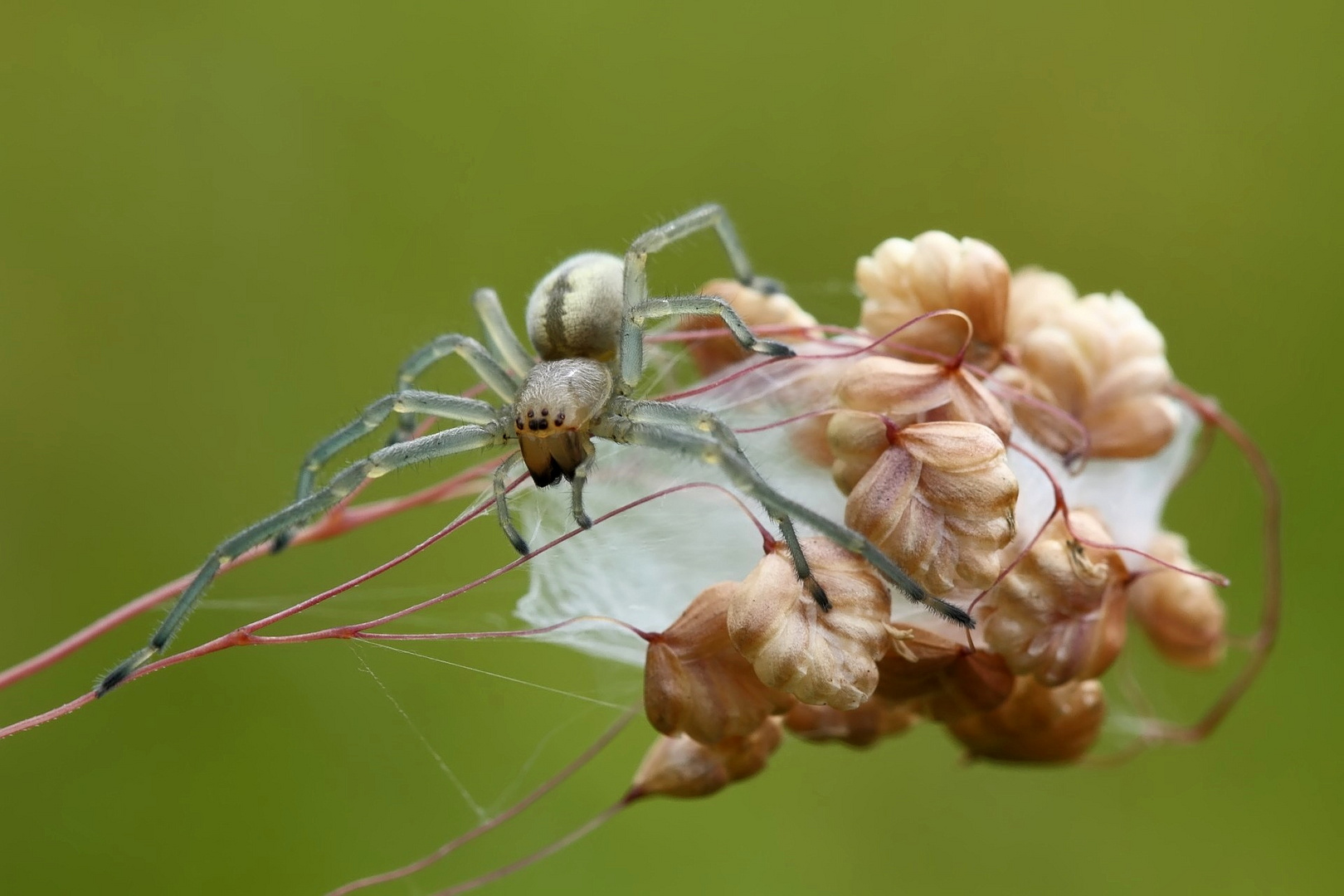 Dornfingerspinne