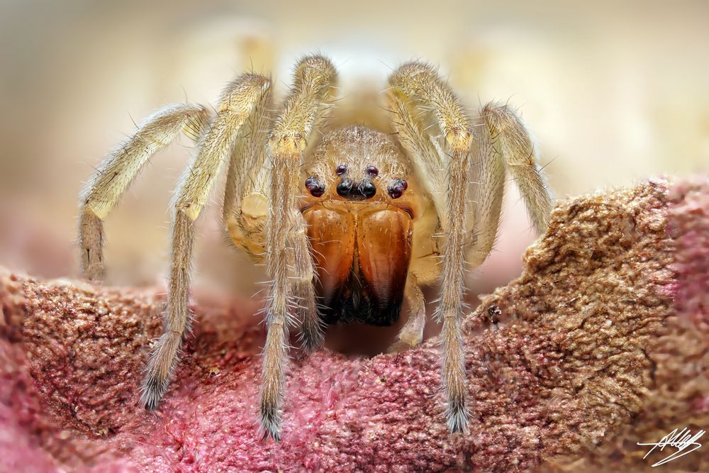 Dornfingerspinne (Cheiracanthium sp.)