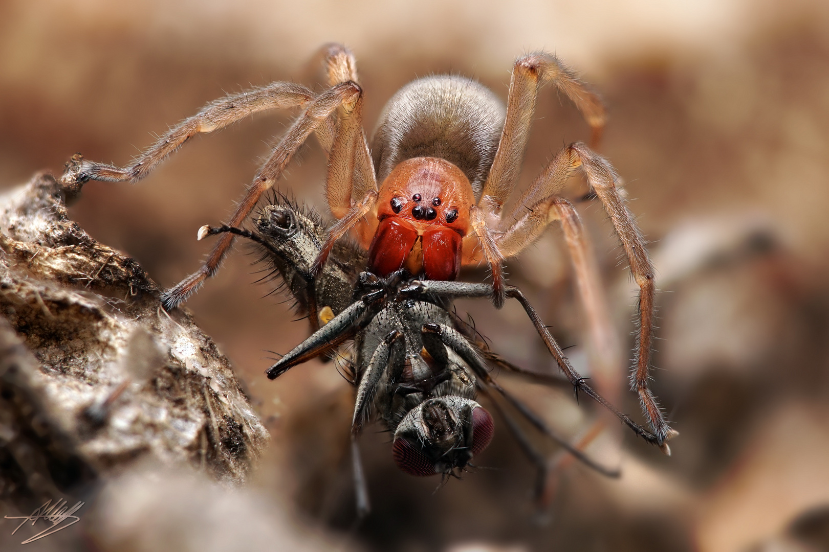 Dornfingerspinne mit Beute