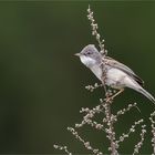 Dorngrasmücke auf altem Feld - Beifuß - Artemisia campestris - .....