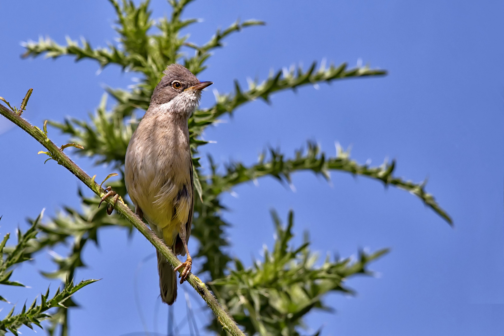 Dorngrasmücke I (Sylvia communis)