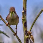 Dorngrasmücke III (Sylvia communis)