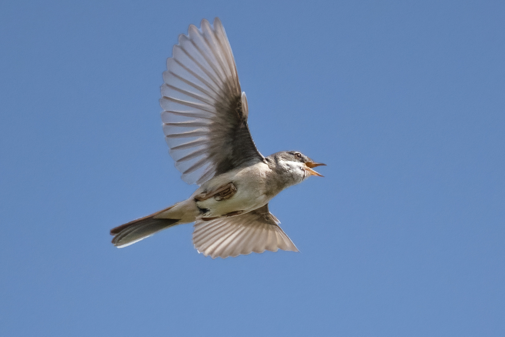 Dorngrasmücke im Flug