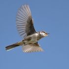 Dorngrasmücke im Flug