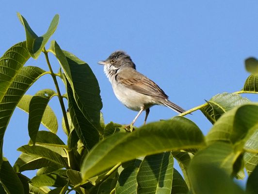 Dorngrasmücke im Sangesrausch
