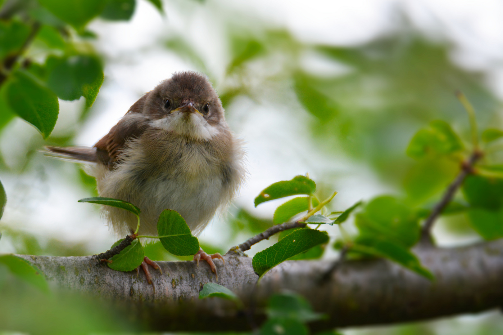 Dorngrasmücke (Jungvogel)