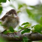 Dorngrasmücke (Jungvogel)