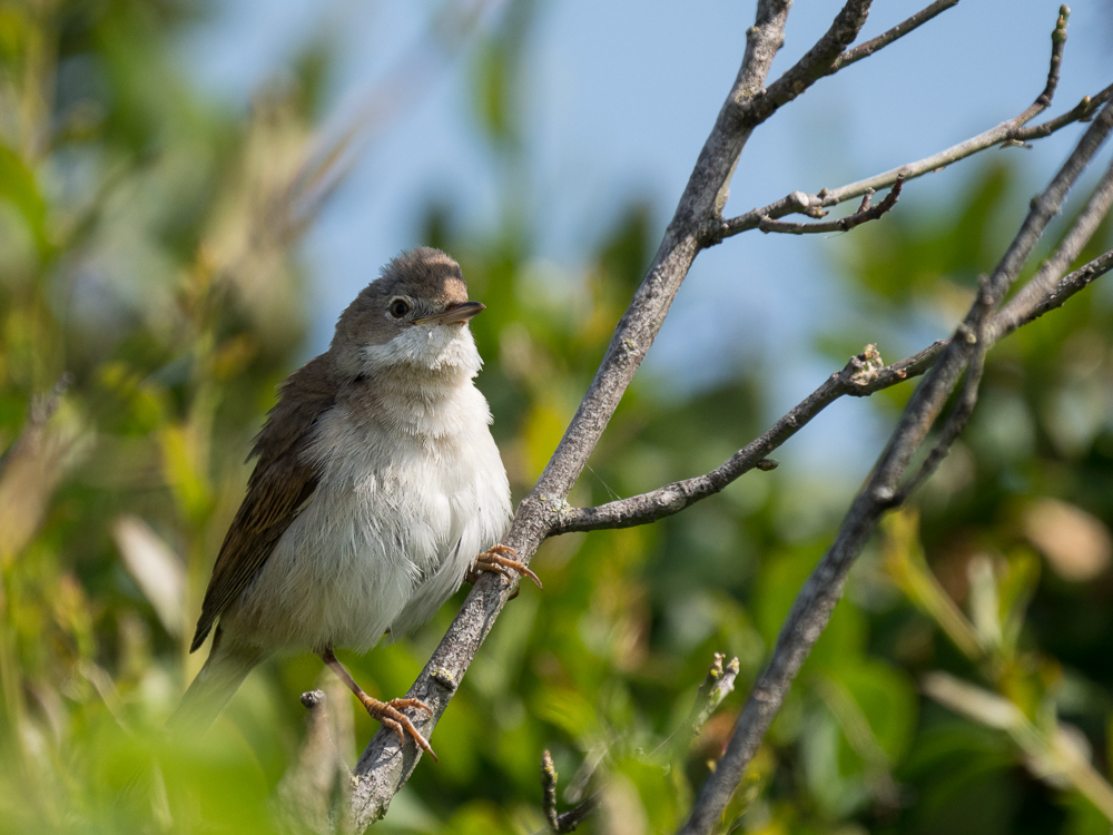 Dorngrasmücke Jungvogel