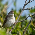 Dorngrasmücke Jungvogel