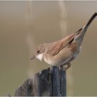 Dorngrasmücke (Sylvia atricapilla)