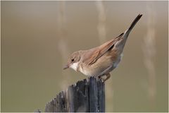 Dorngrasmücke (Sylvia atricapilla)