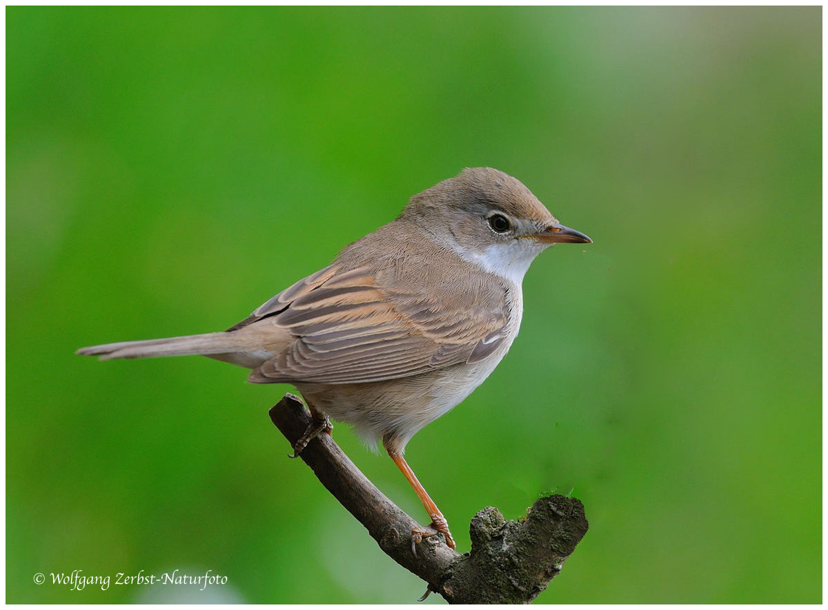 --- Dorngrasmücke --- ( Sylvia Communis )