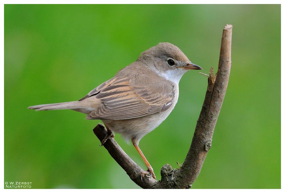 - Dorngrasmücke - (Sylvia communis)