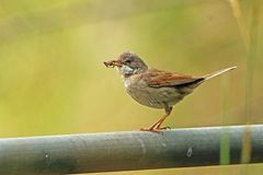 Dorngrasmücke (Sylvia communis)