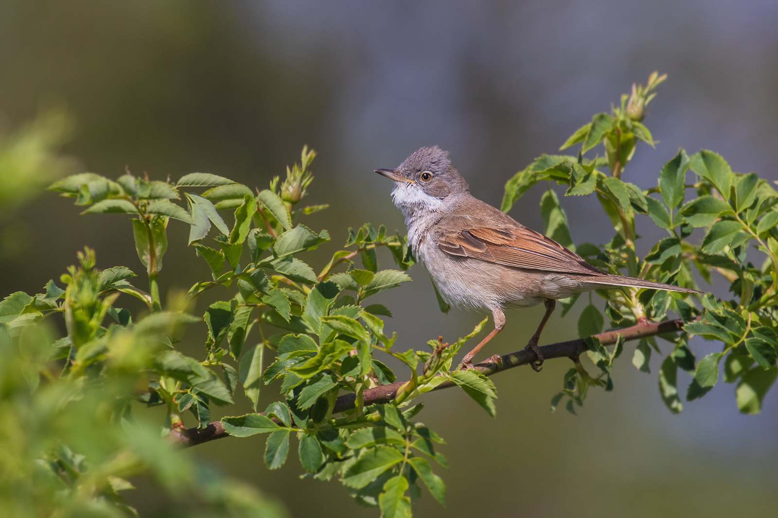 Dorngrasmücke - Sylvia communis