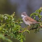 Dorngrasmücke - Sylvia communis