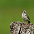 Dorngrasmücke (Sylvia communis) 2