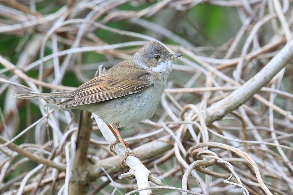 Dorngrasmücke - Sylvia communis