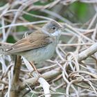 Dorngrasmücke - Sylvia communis