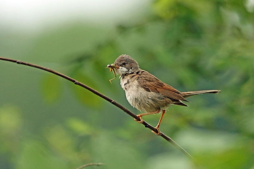 Dorngrasmücke (Sylvia communis) 