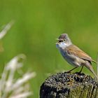 Dorngrasmücke (Sylvia communis)