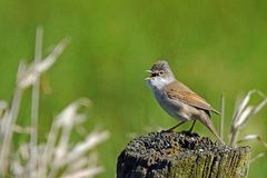 Dorngrasmücke (Sylvia communis)