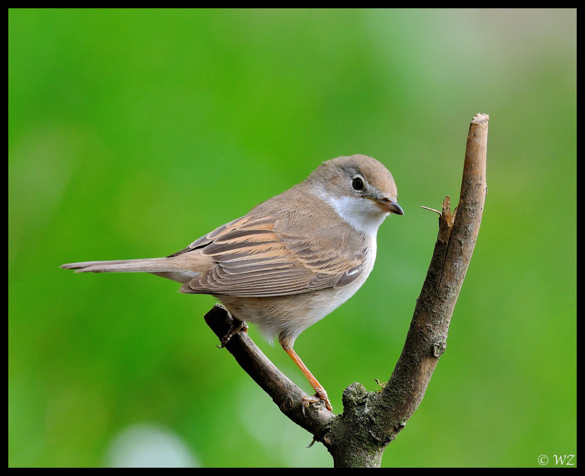 - Dorngrasmücke - ( Sylvia communis )