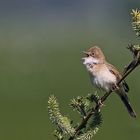 Dorngrasmücke (Sylvia communis) 