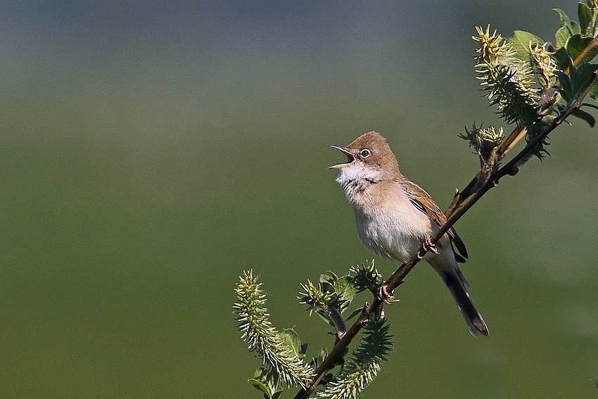 Dorngrasmücke (Sylvia communis) 