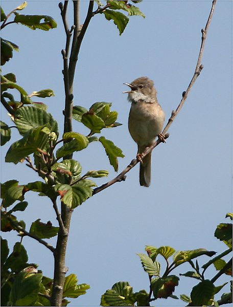 Dorngrasmücke (Sylvia communis)