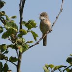 Dorngrasmücke (Sylvia communis)