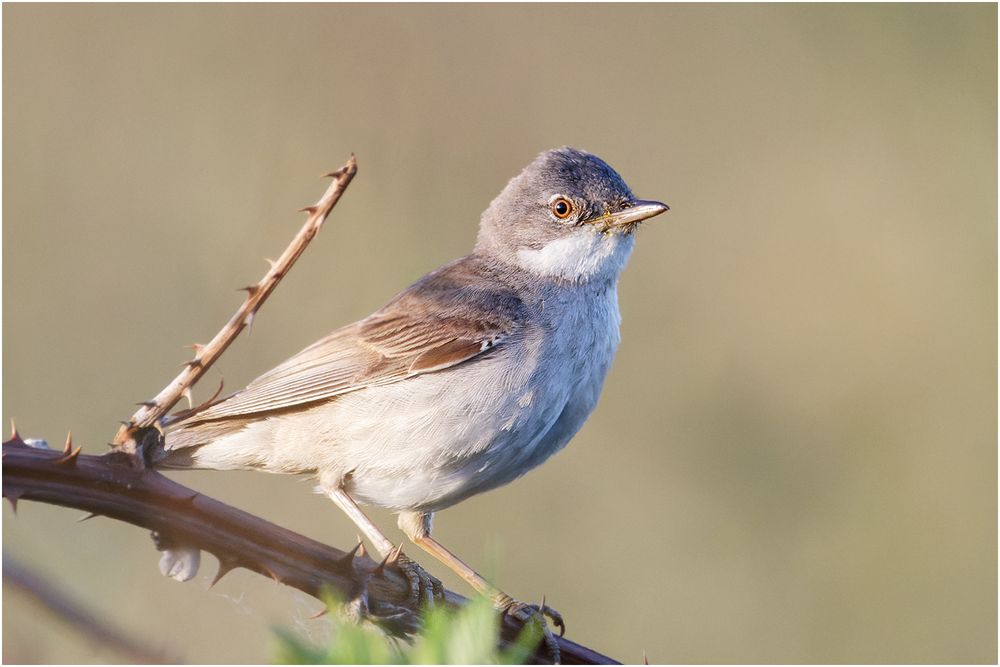 Dorngrasmücke (Sylvia communis)