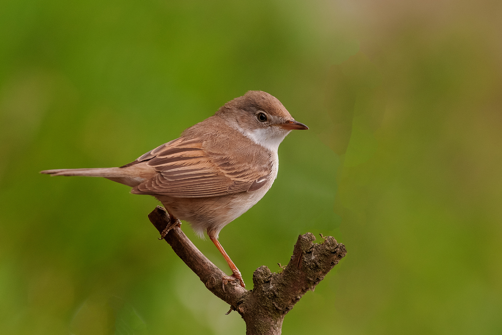   - Dorngrasmücke -  ( Sylvia communis )