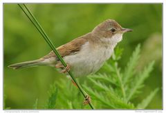 Dorngrasmücke (sylvia communis)