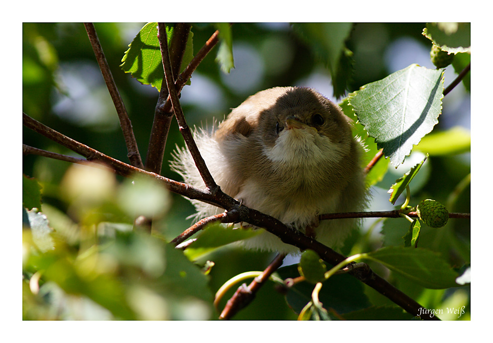 Dorngrasmücke (Sylvia communis) Jungvogel