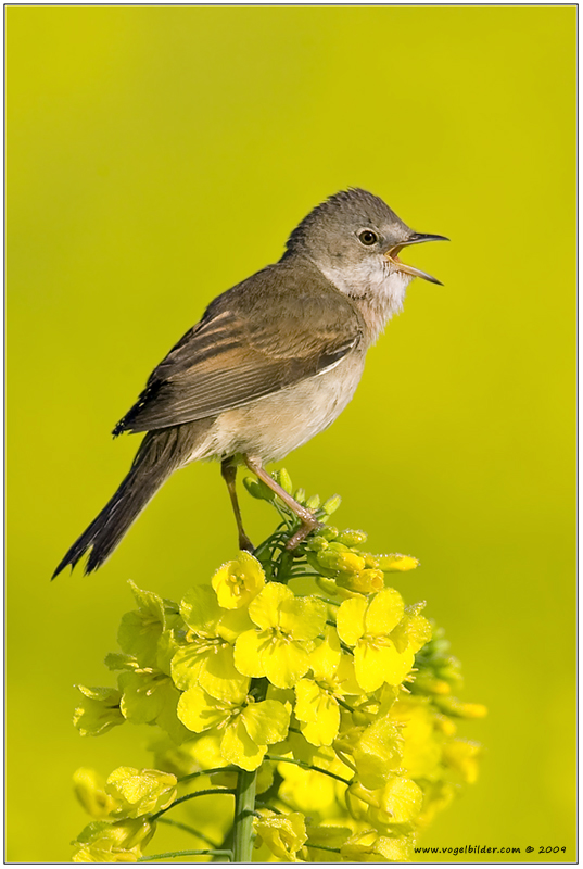 Dorngrasmücke (Sylvia communis), Raps