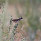 Dorngrasmücke weht im Wind