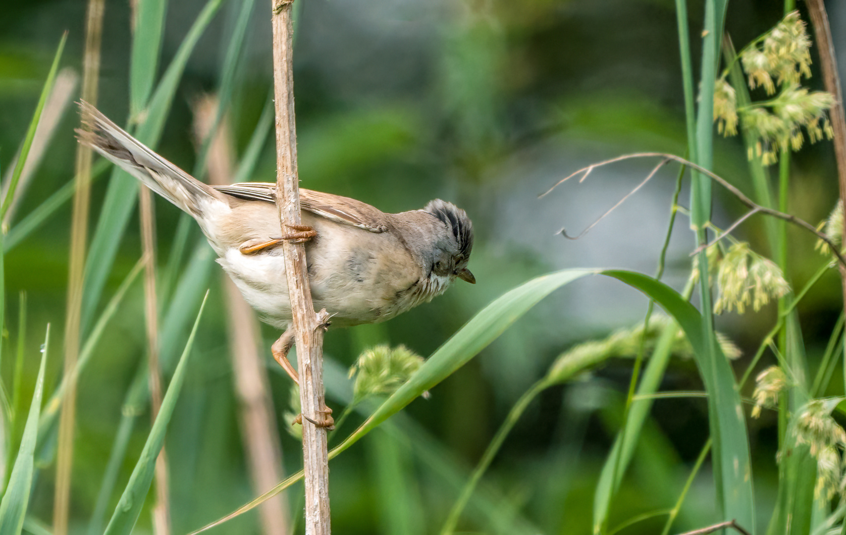 "Dorni" sucht im "Gras" nach "Mücke"