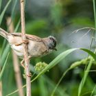 "Dorni" sucht im "Gras" nach "Mücke"