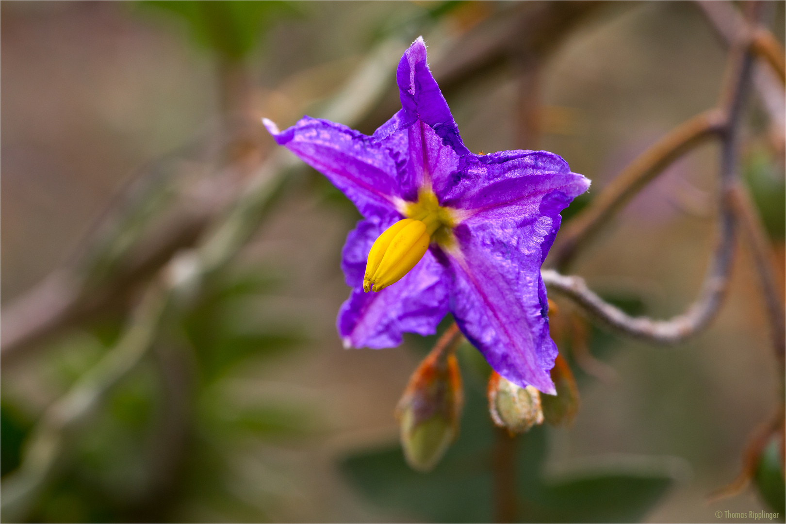 Dorniger Nachtschatten (Solanum pyracanthum)...