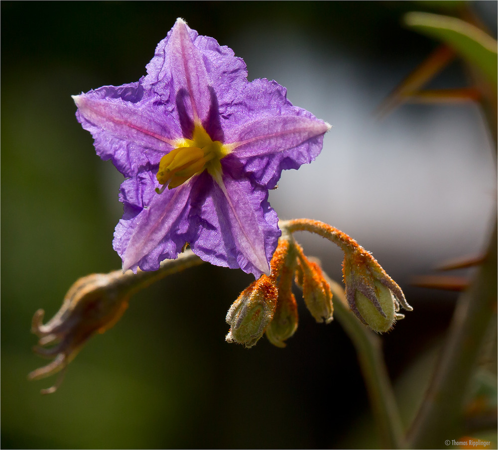 Dorniger Nachtschatten (Solanum pyracanthum).. .